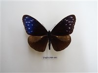 藏品(異紋紫斑蝶)的圖片